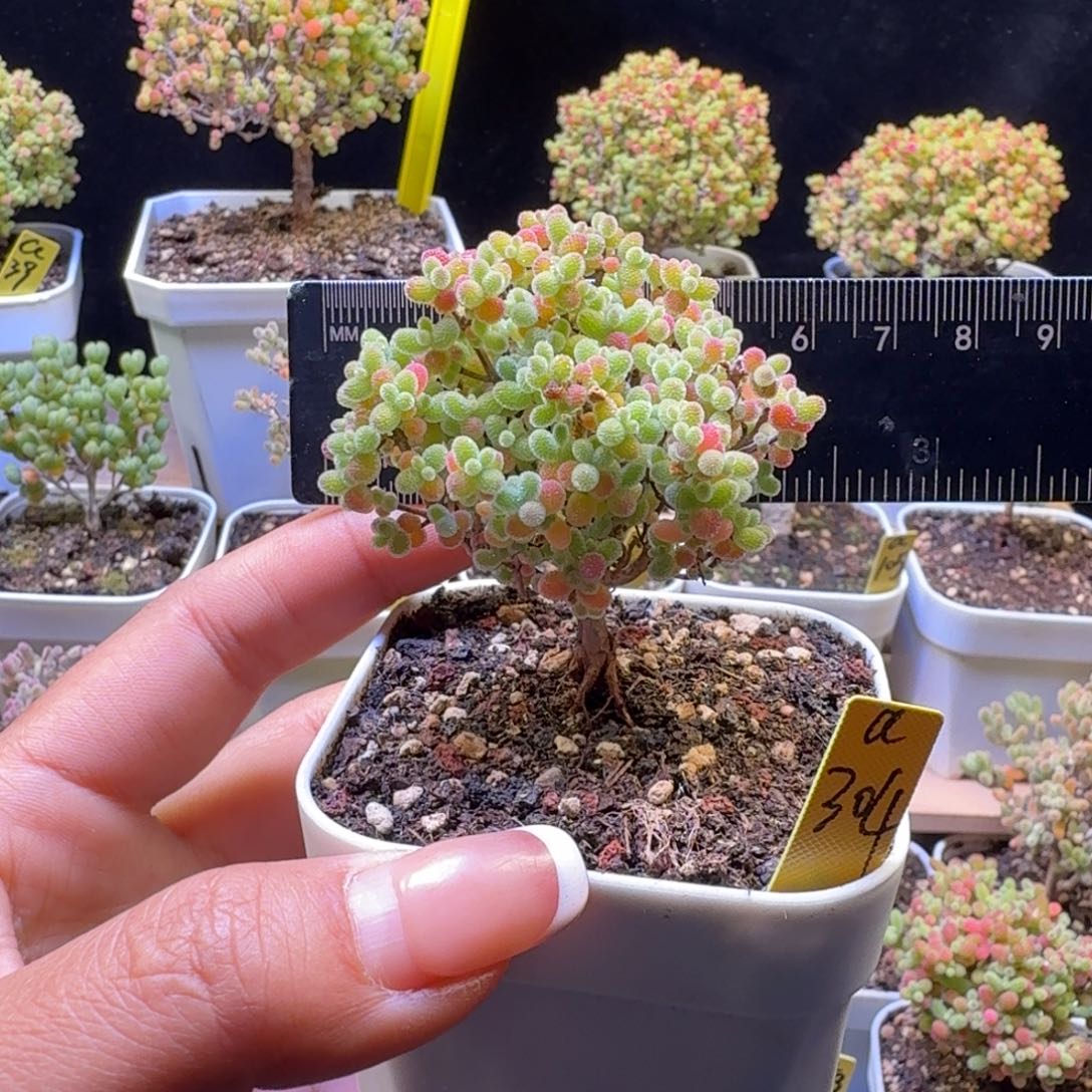 张***蓝a304号橘子糖冠服5.5厘米左右