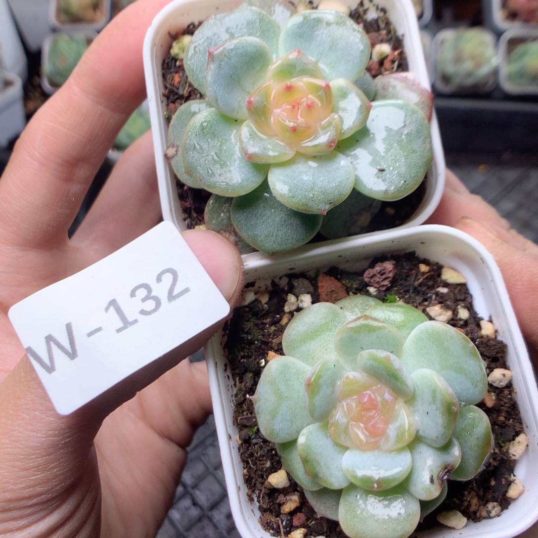 无花朵W132英语英语英语英语