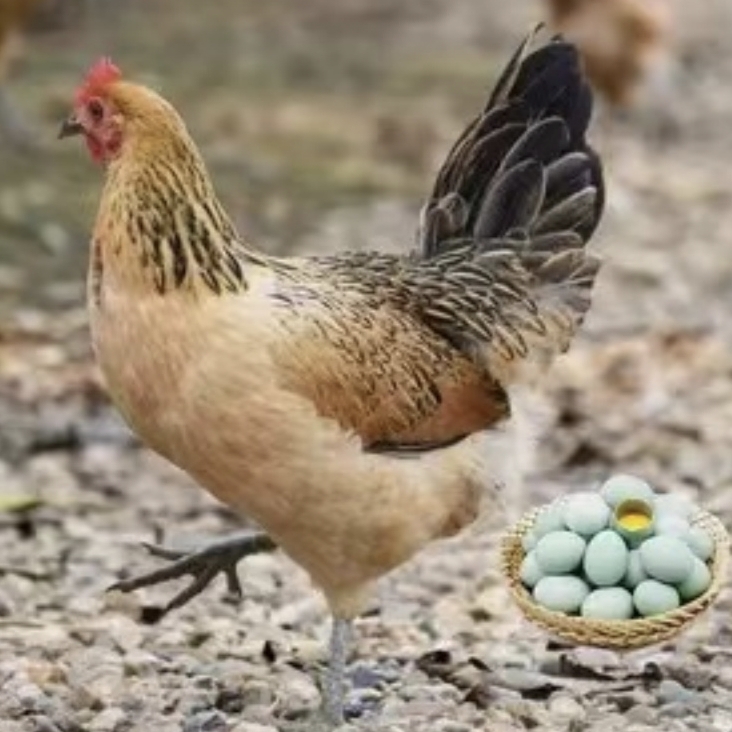 正宗青脚麻羽绿壳蛋鸡宠物鸡八两到一斤左右发货