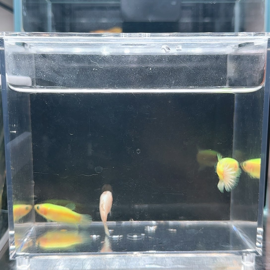 斗鱼活体观赏鱼好养耐活