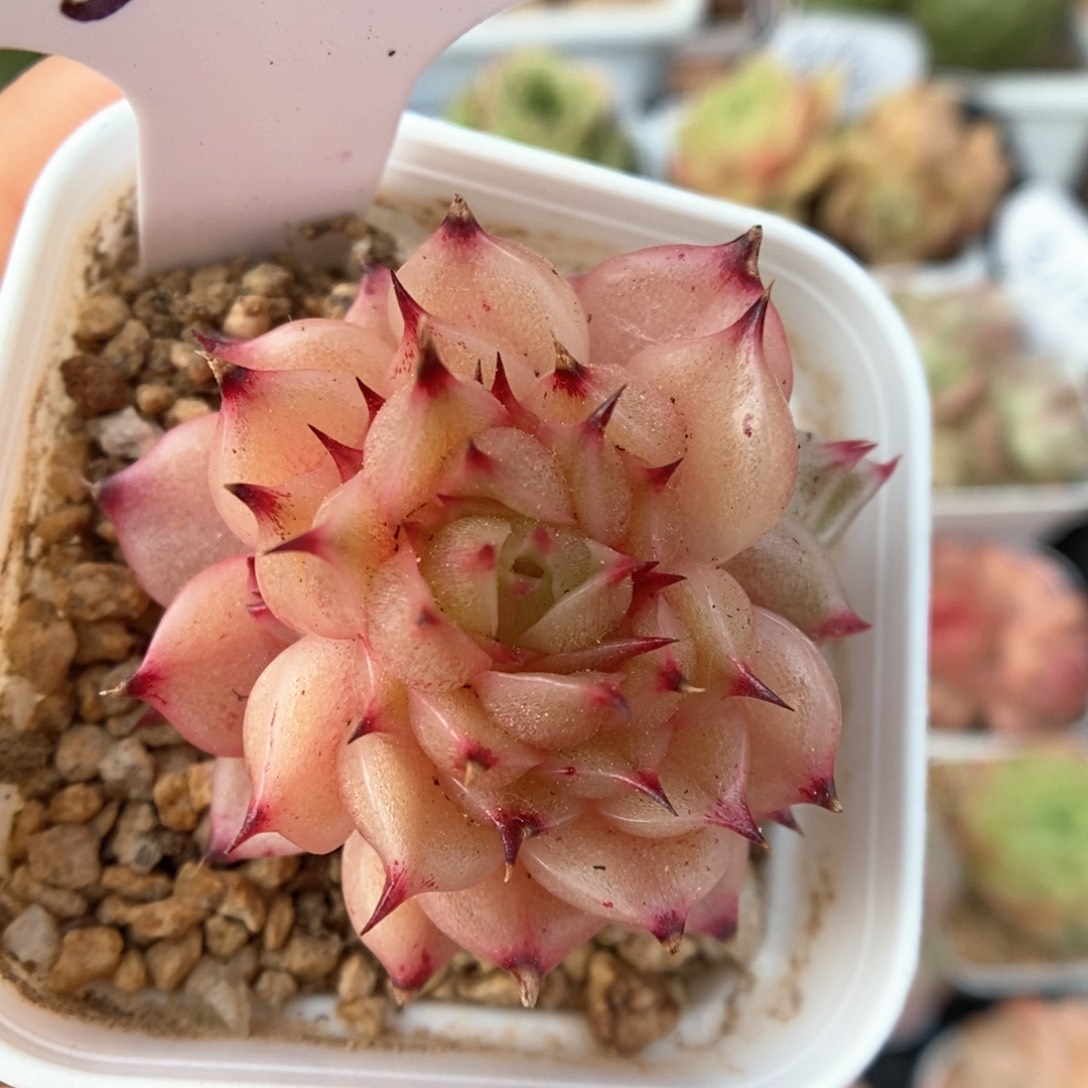 玉玲珑可拍332号。 