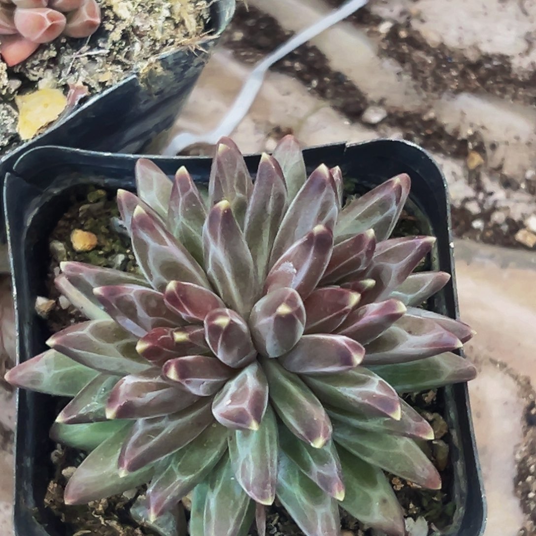 桔云多肉美人精品系列