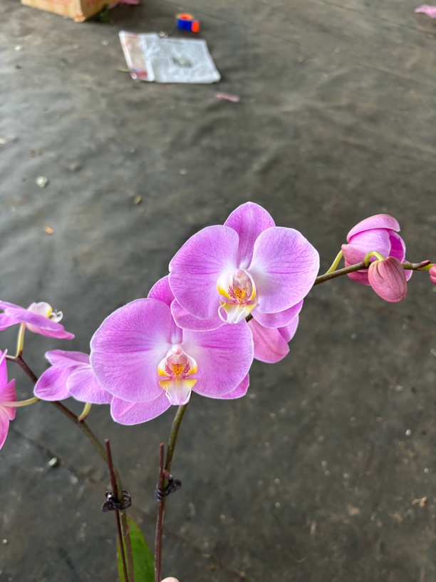 蝴蝶兰———(新德里)开花发货卖苗