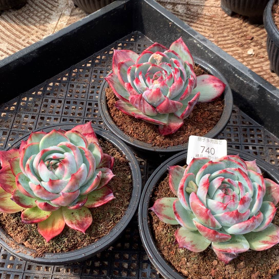 740惊鸿一组3颗。拉丝外翻。尺寸12。多肉植物
