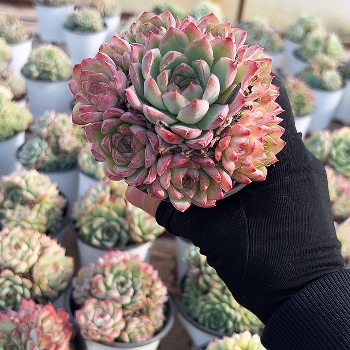 原盆麦秆       福利多多