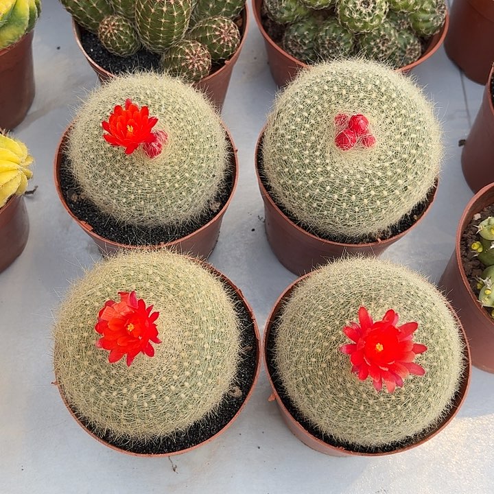 白雪光仙人球仙人球