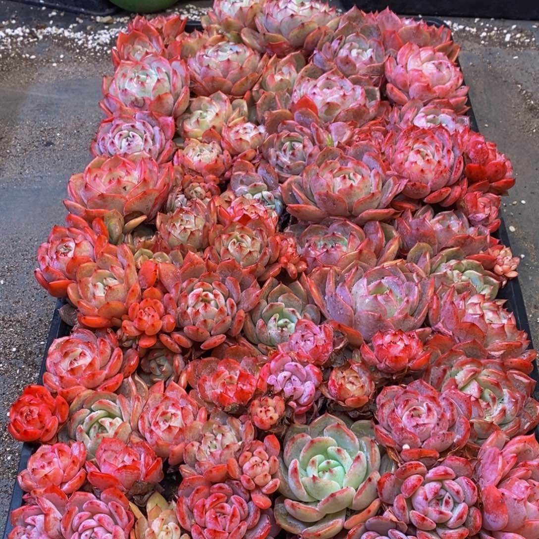 499多肉植物保护研究所所长