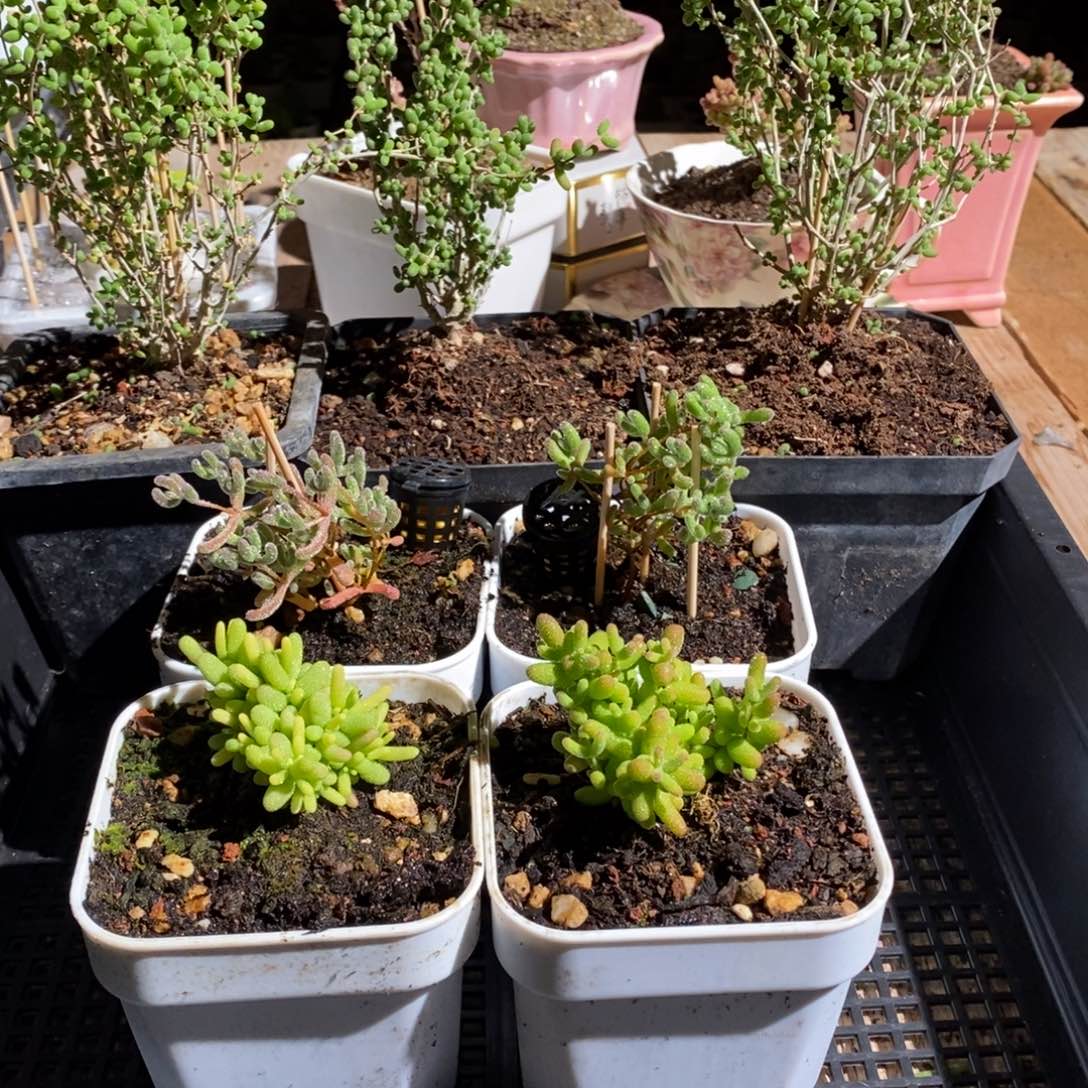 枝干番杏多肉植物078