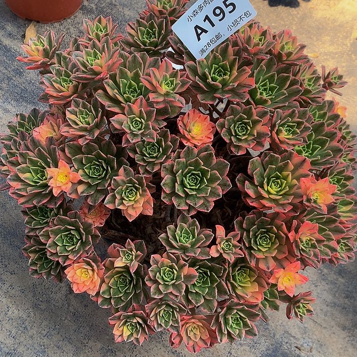 时***?195甜茶多肉888888888