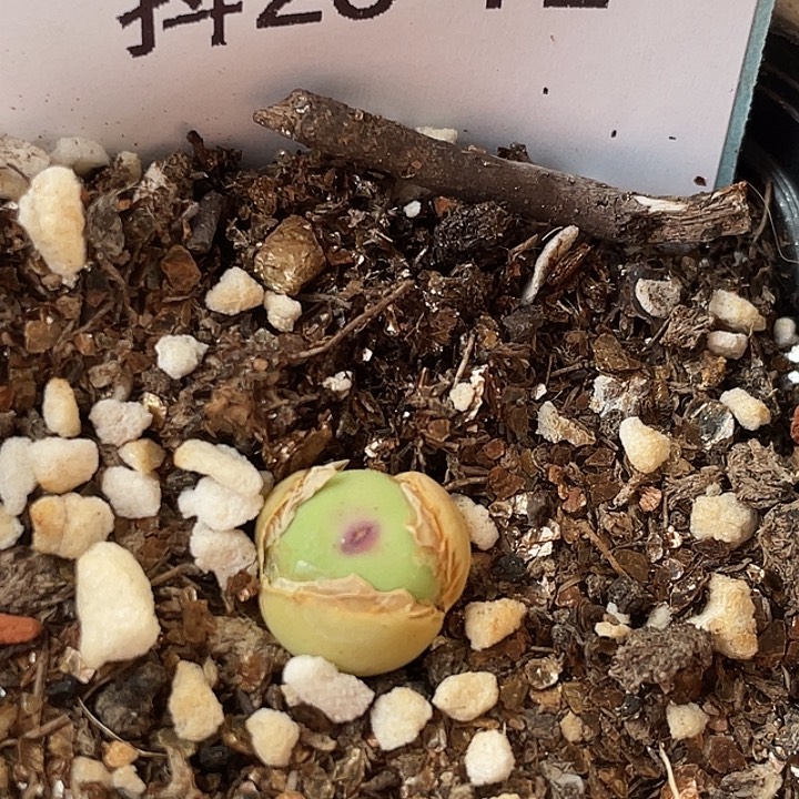 26-72嘴多肉植物