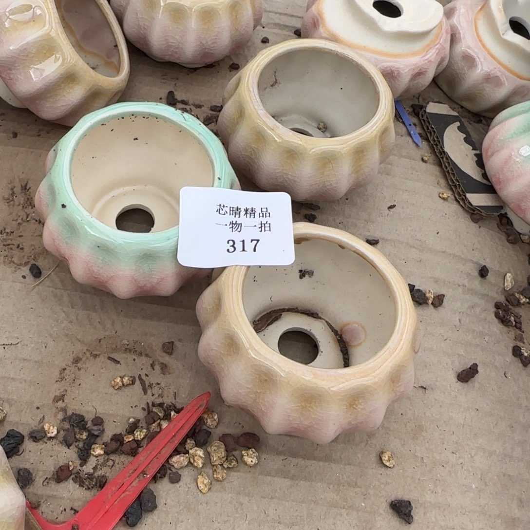 闪购精品多肉317号两个