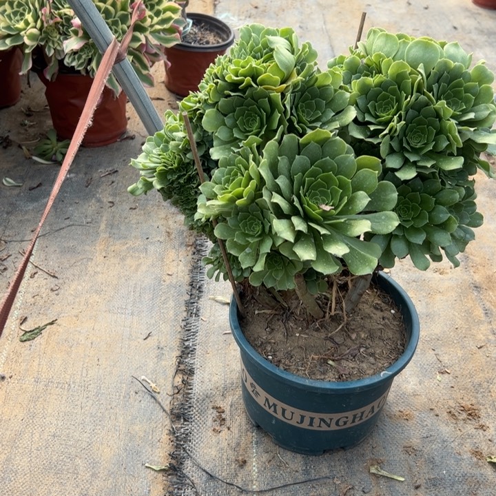 33绿羊绒缀多肉多肉