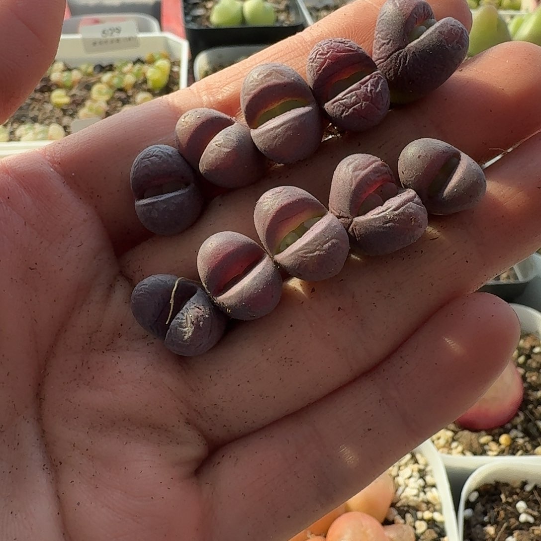 老马生石花红大内558