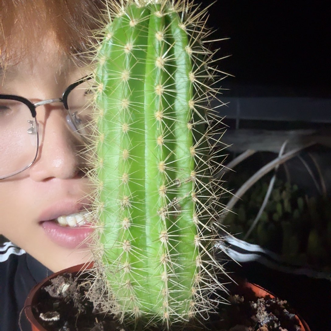 无花朵大满贯毛花柱一个笔长