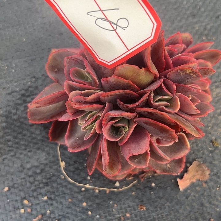 包菜缀血凤好好看18