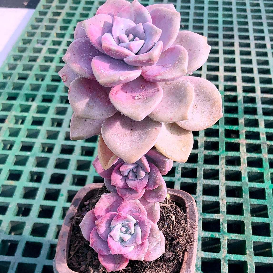 多肉植物糖心紫乐120