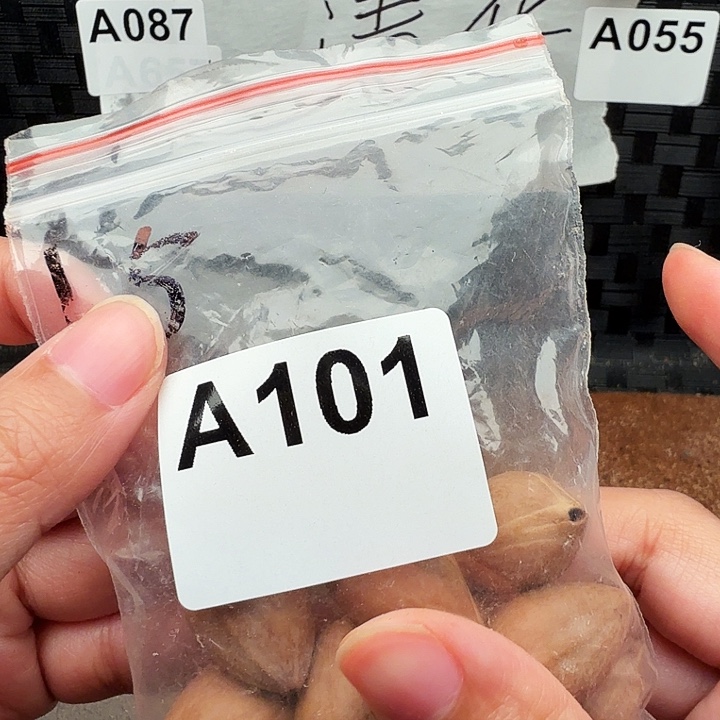 手串/手链橄榄核橄榄
