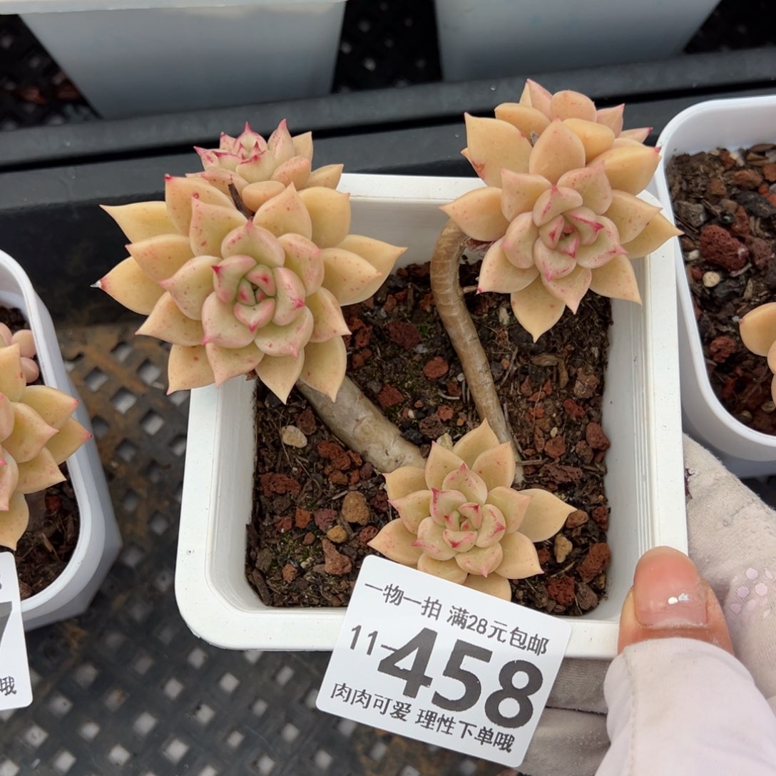 黄金璀璨多肉多肉多肉多肉