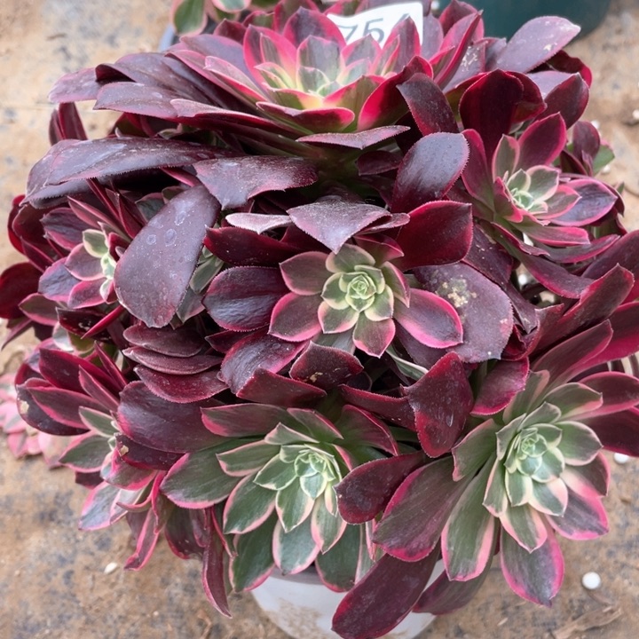 756多肉植物金丝雀