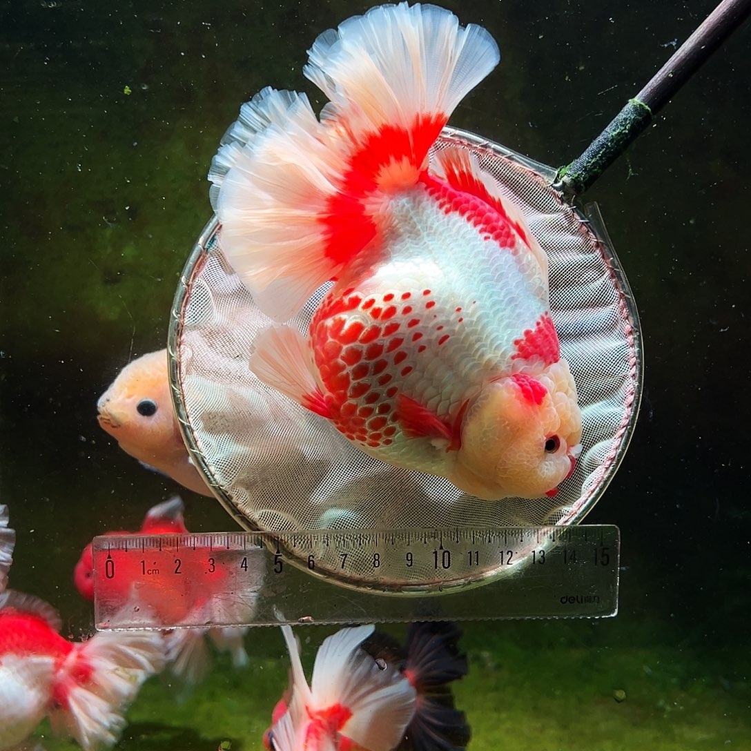 金鱼冷水金鱼百褶泰狮