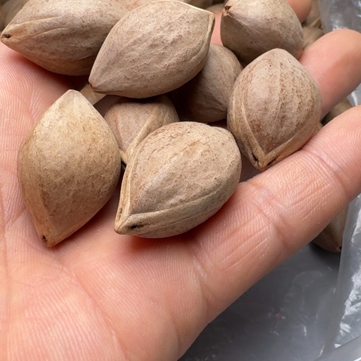 橄榄核手串小**子橄榄核666