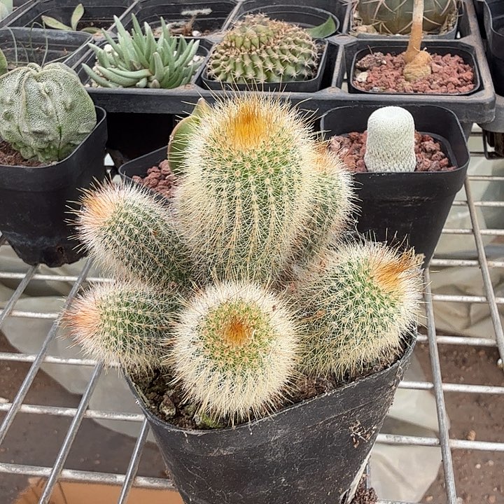 实生金丝猴群7仙人球