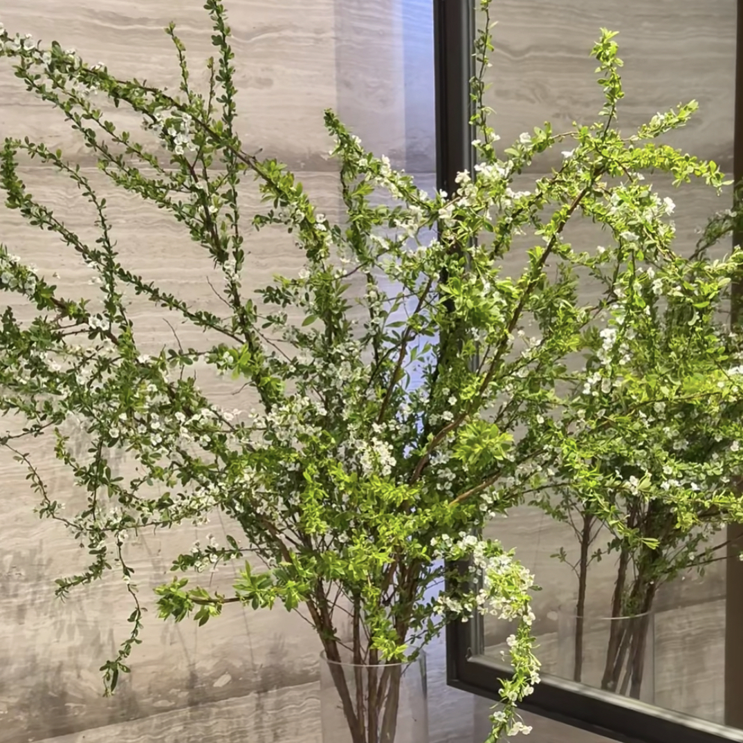 雪柳叶带花苞一把掉个别花瓣不售后