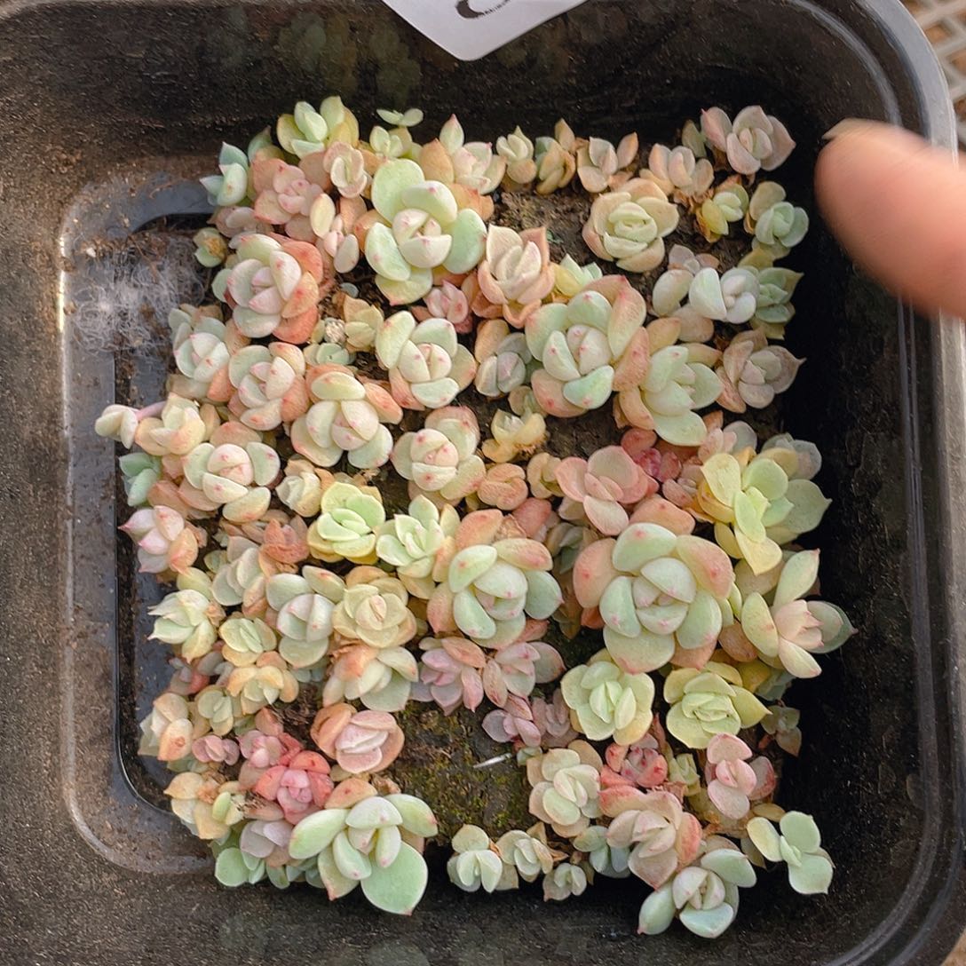 多肉植物多肉植物505