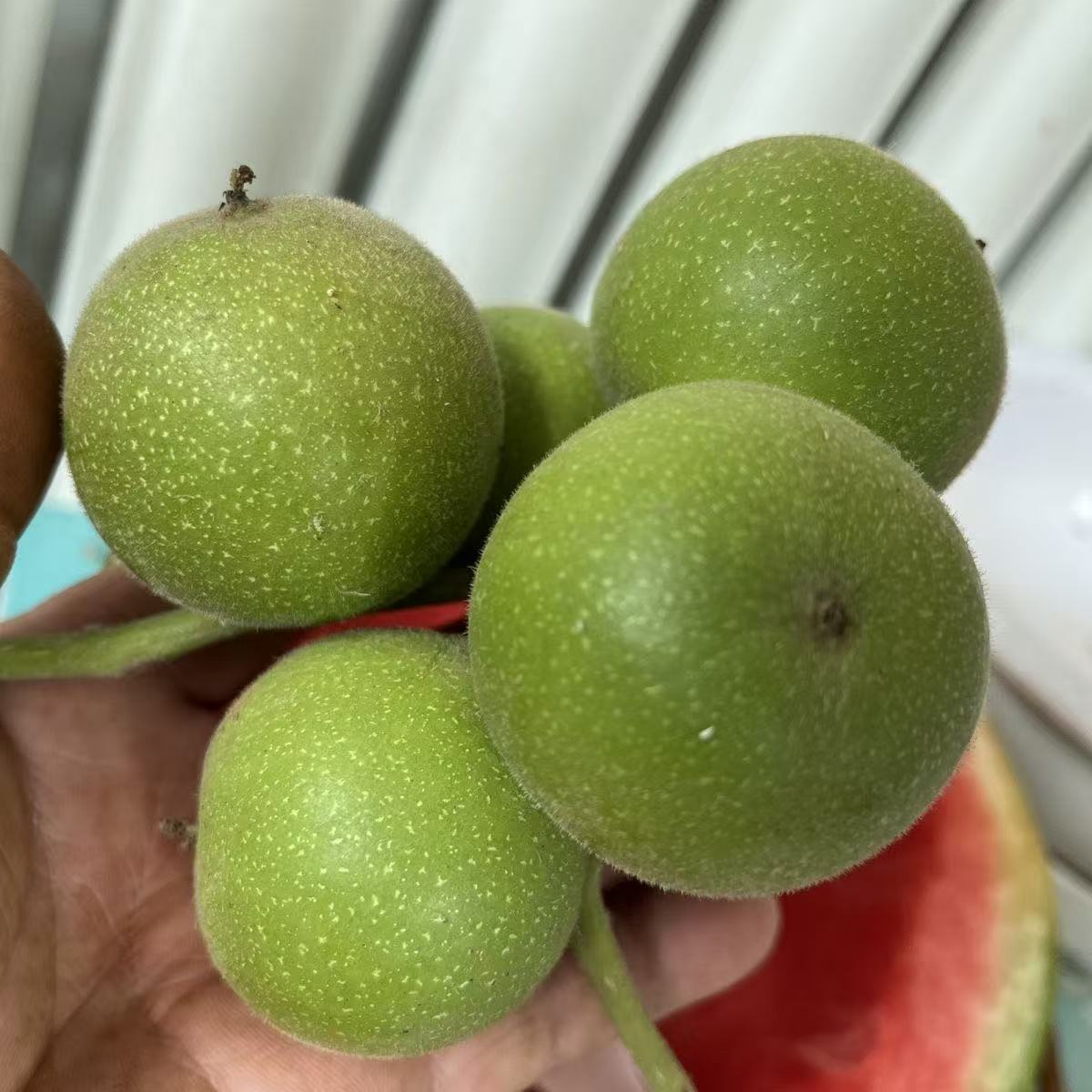 盘山青皮麻核桃把件尺寸款式