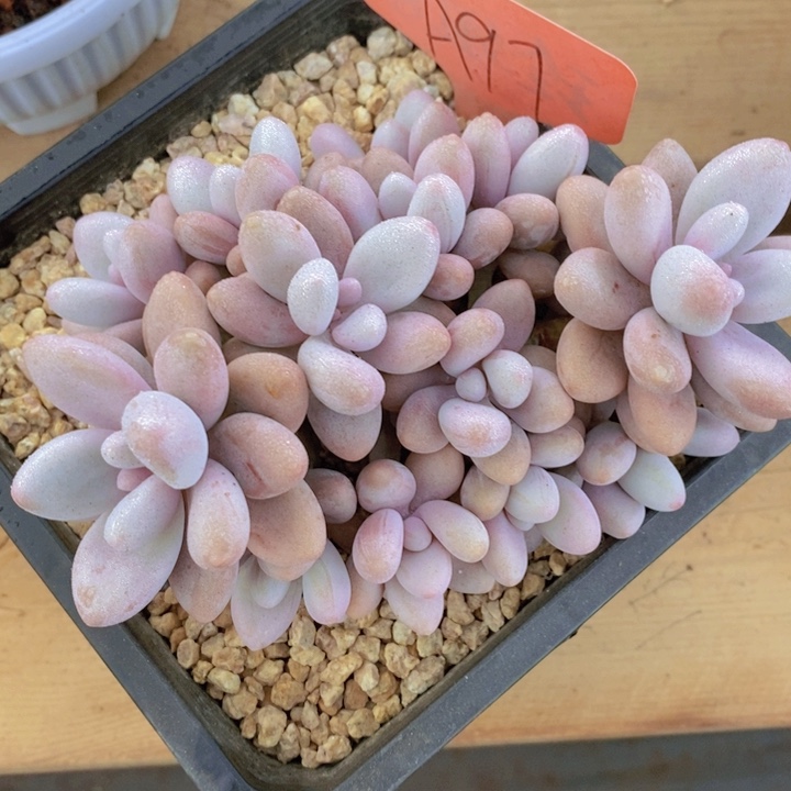 这一期太有意思咯好