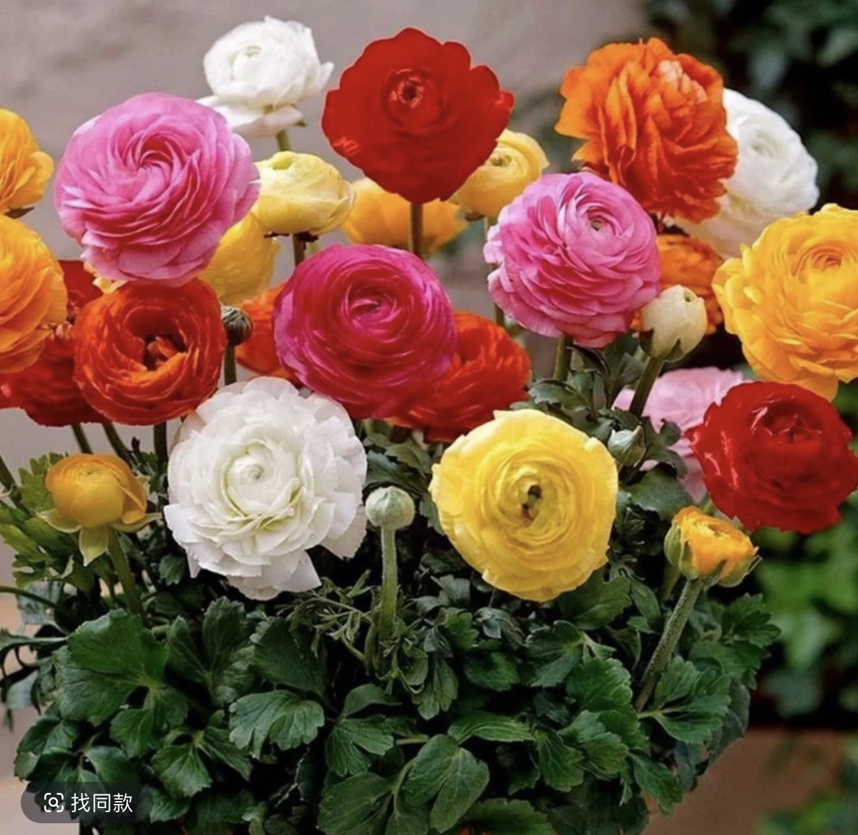 芹叶牡丹盆栽阳台庭院好养活