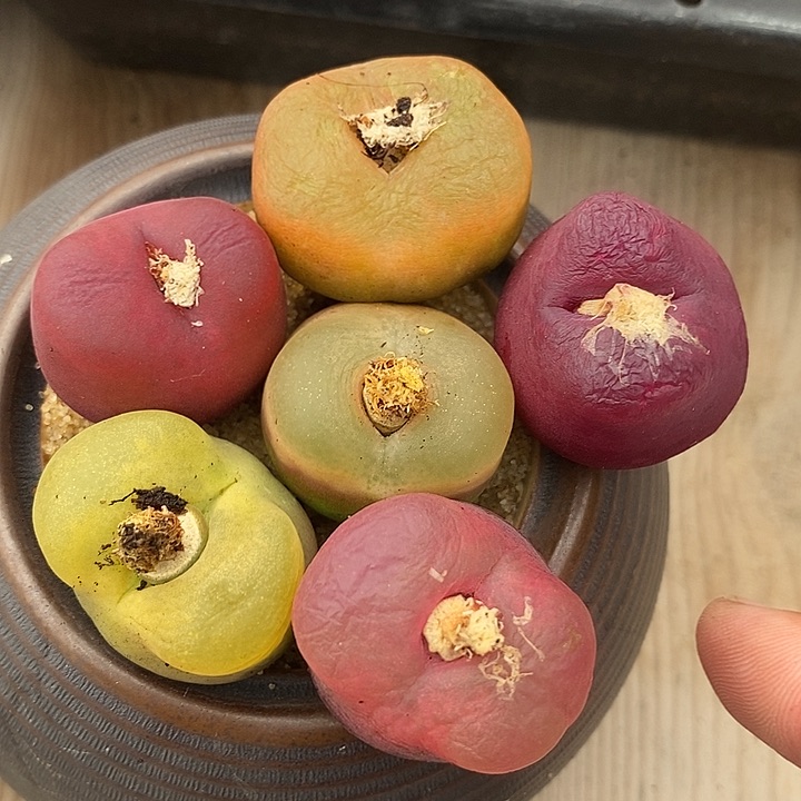 23541一组巨大单头样本