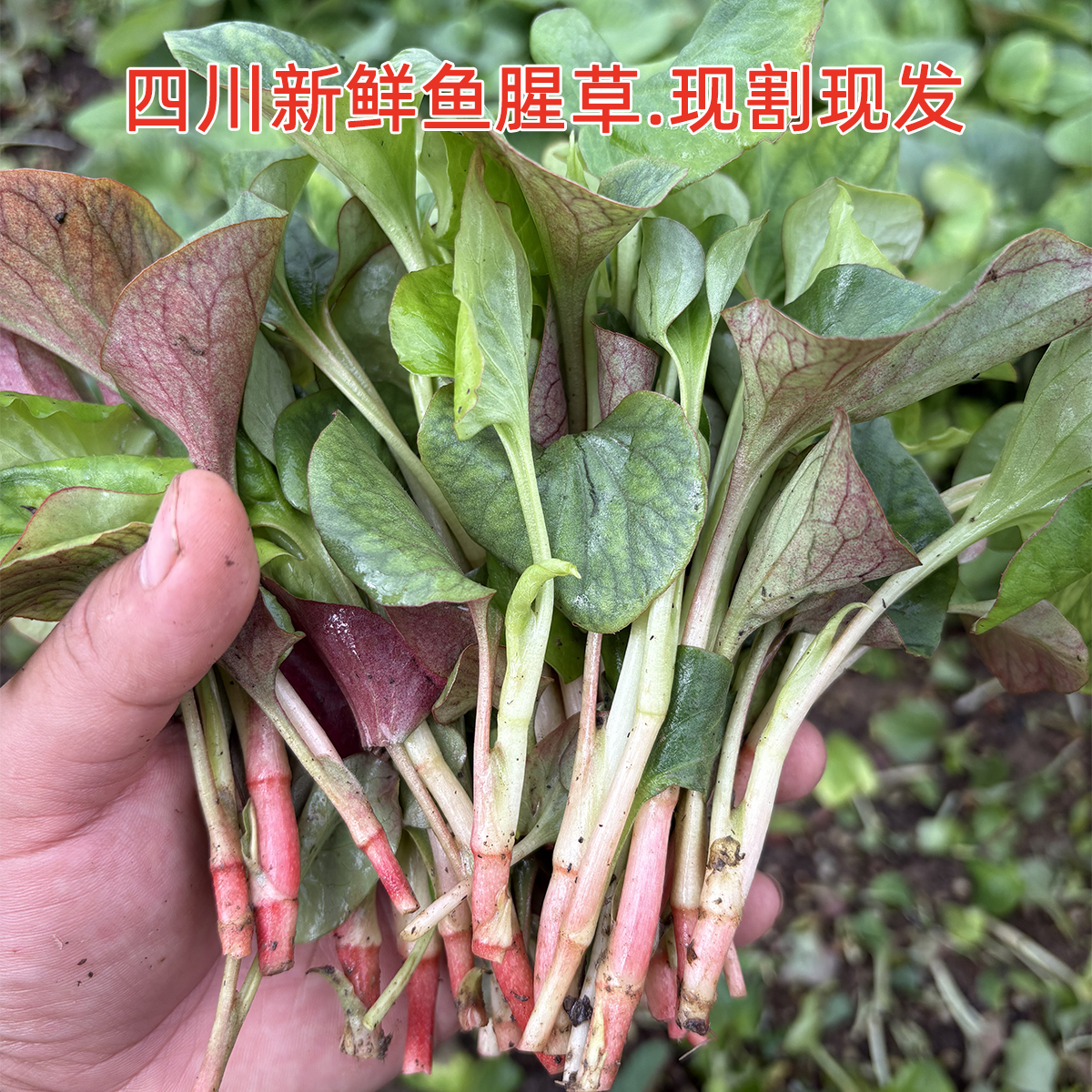 鱼腥草嫩叶新鲜折耳根叶子四川农家露天凉拌猪皮拱现割2025年应季