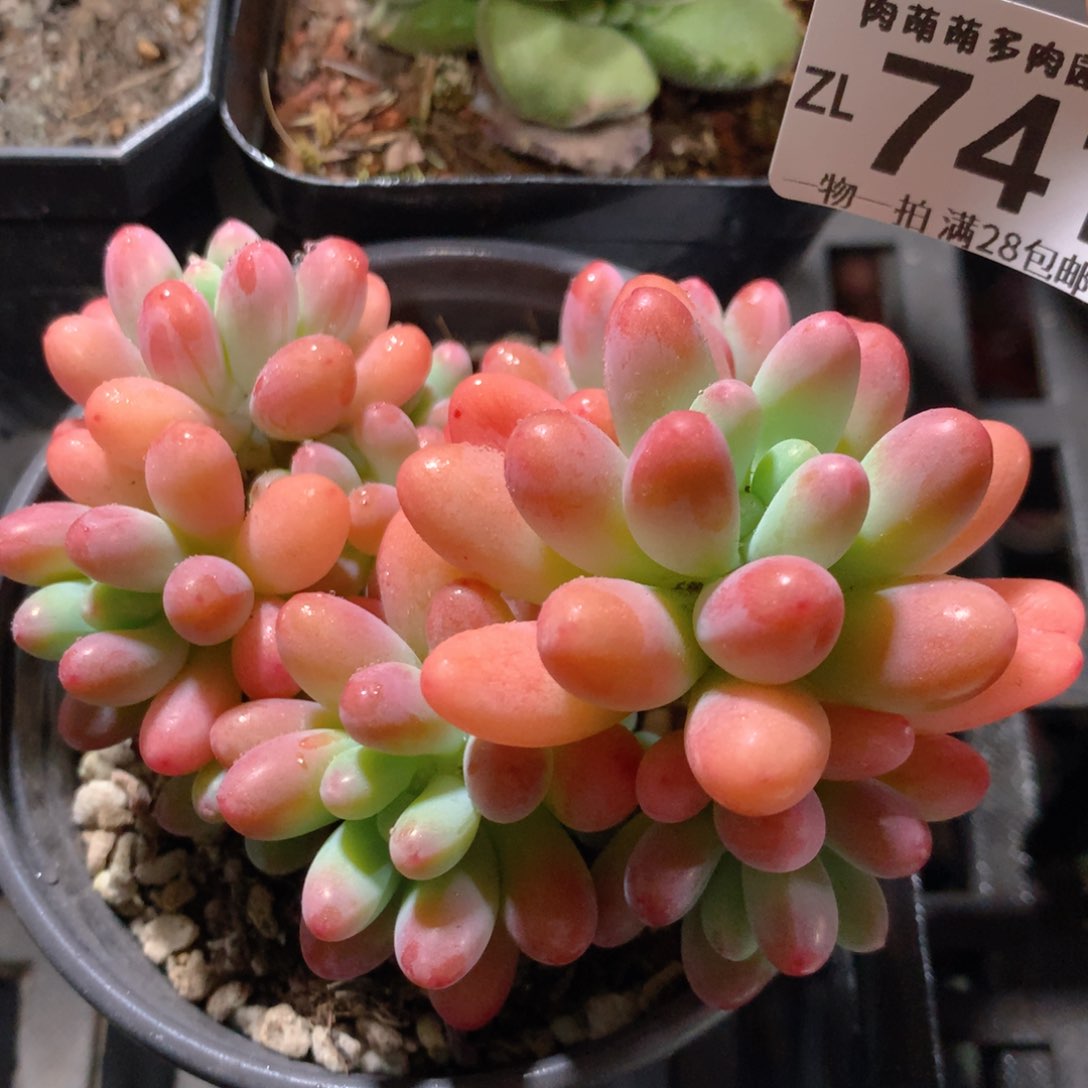 5CM拇指盆精控多肉ZL741