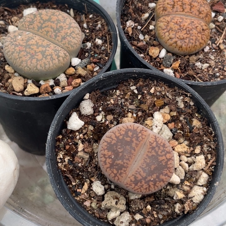 416大母本三颗紫勋日轮