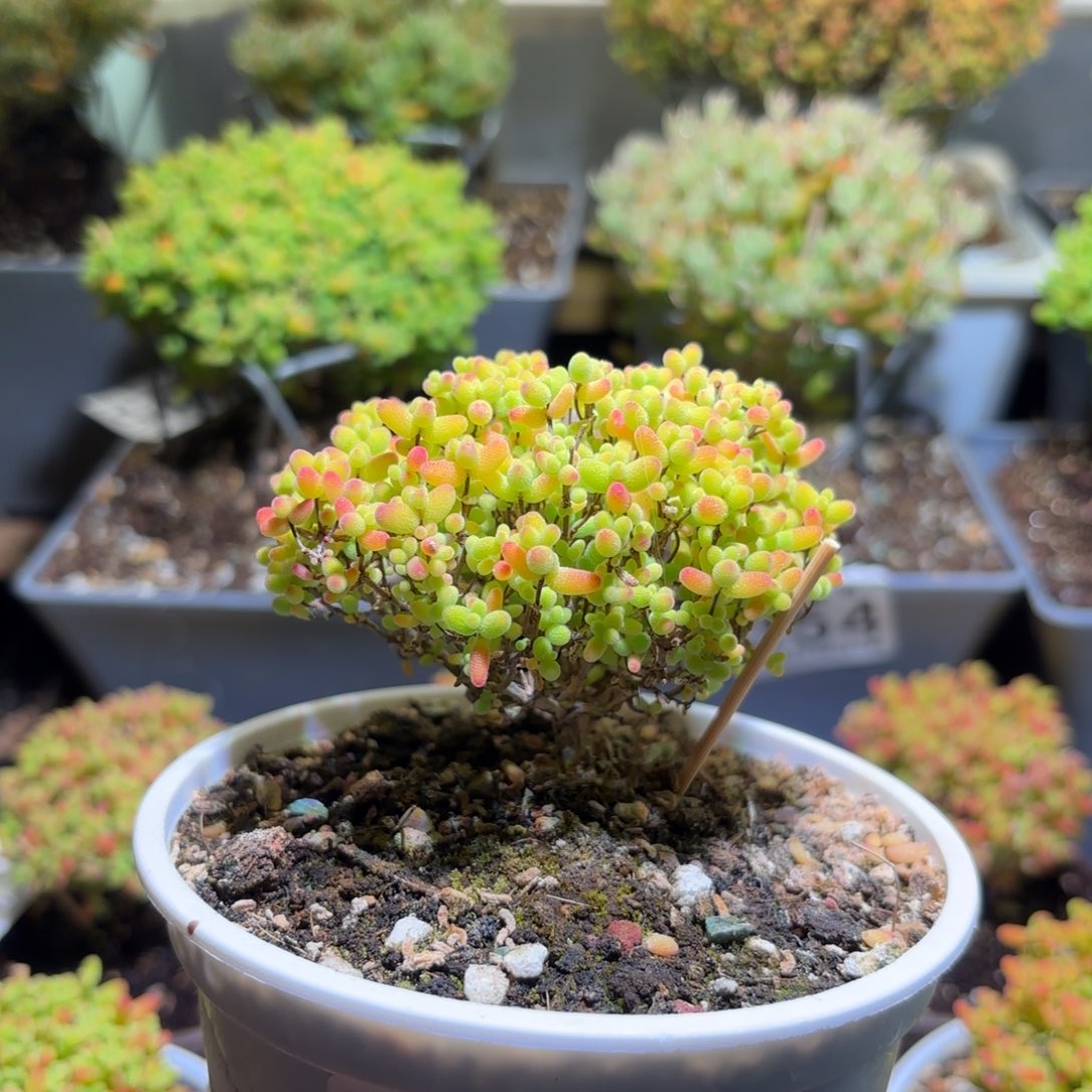 枝干番杏金桔糖球361