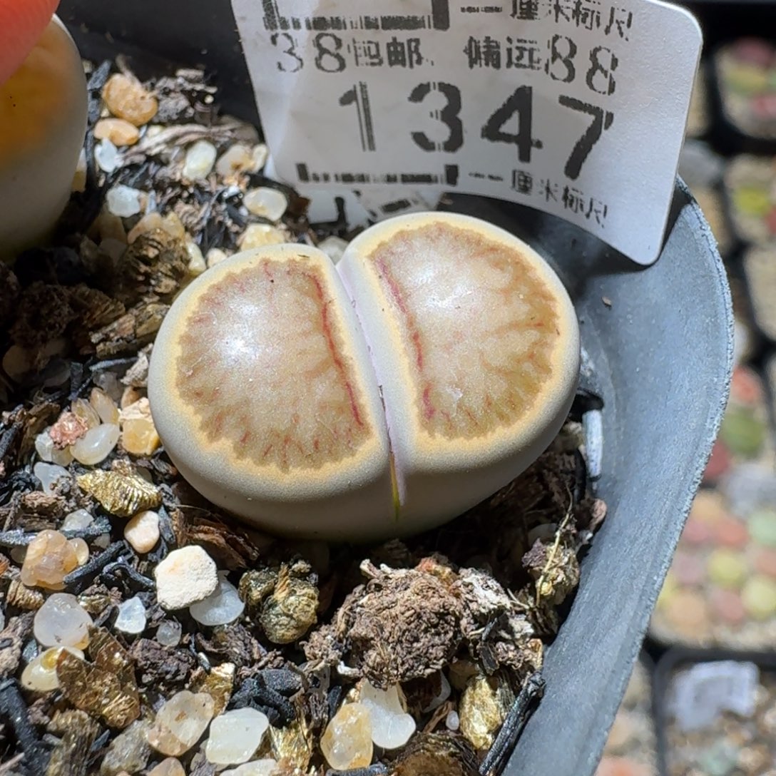 Sss精品便宜出了1347