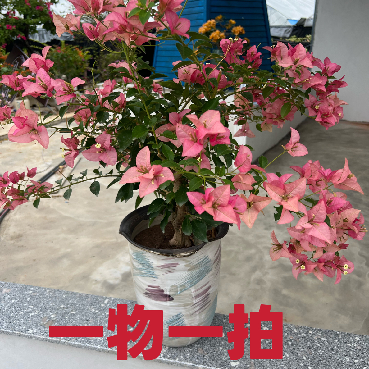 [缘遇花坊]三角梅盆栽花卉带花发货四季开花勤花爬藤好养活