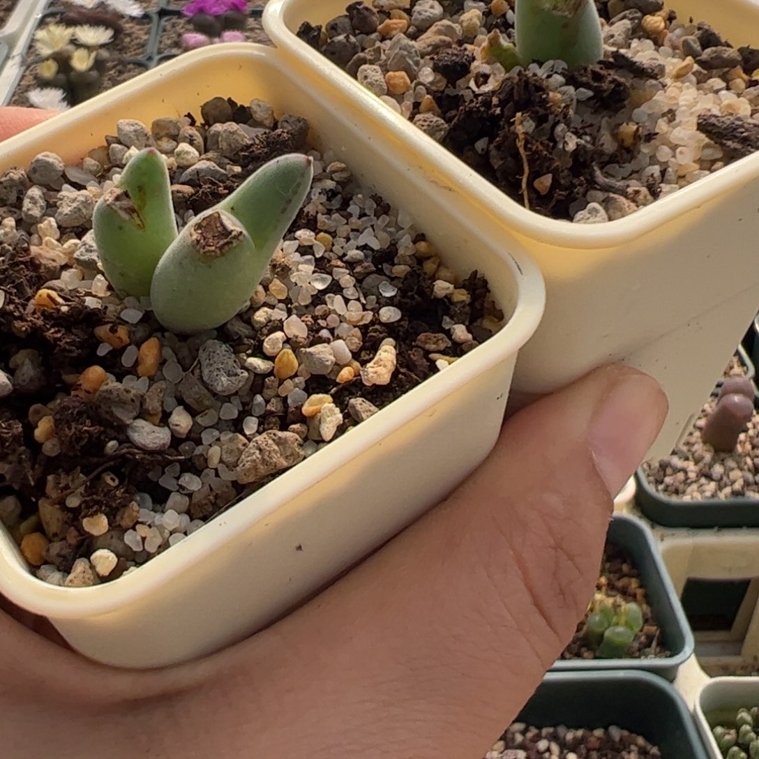 211 好看的多肉冲冲冲冲冲