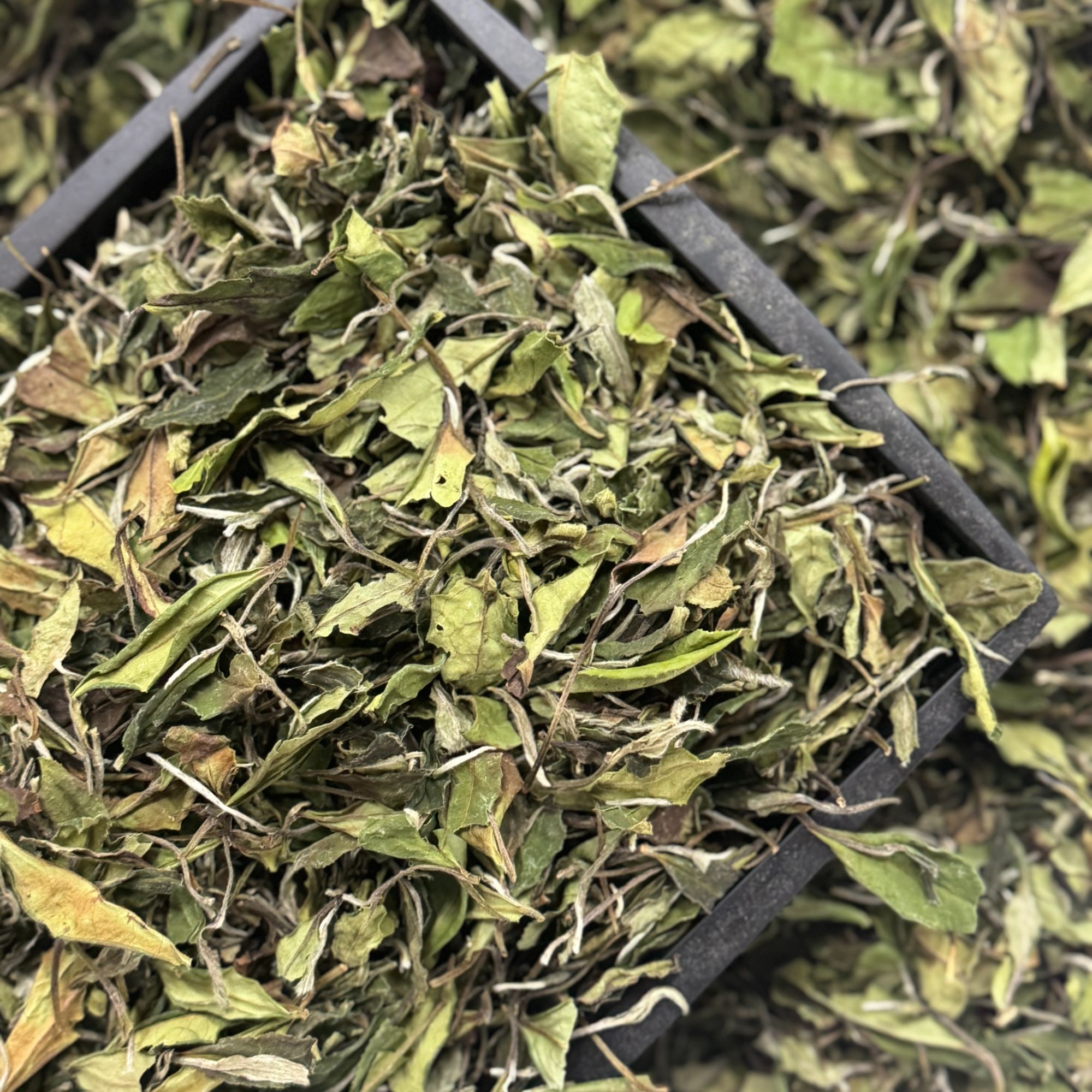 2025年花香寒露寿眉[日晒寿眉]福鼎白茶 老枞寿眉 高山散茶寿眉