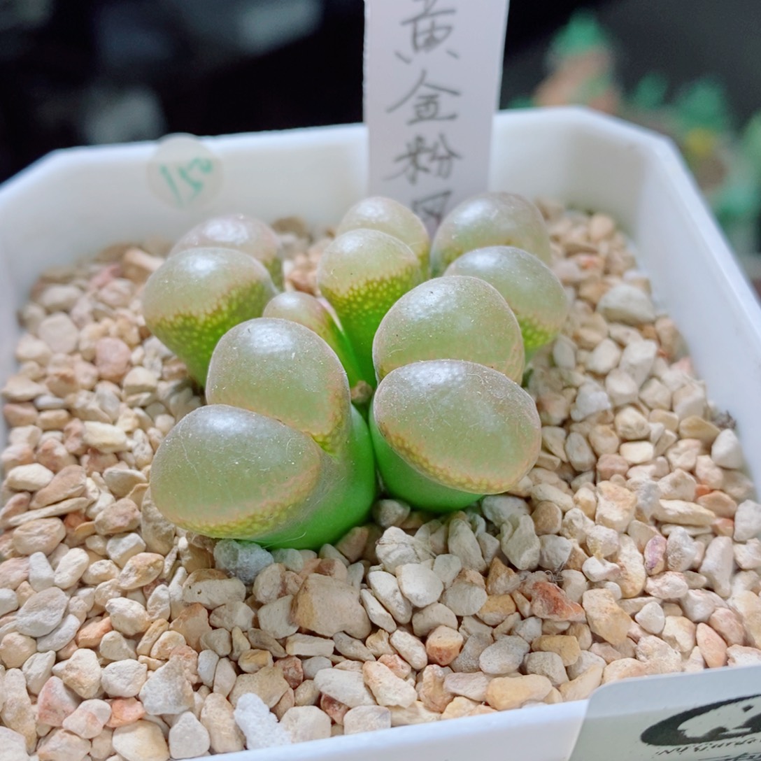 生石花花花花花花花花有有194