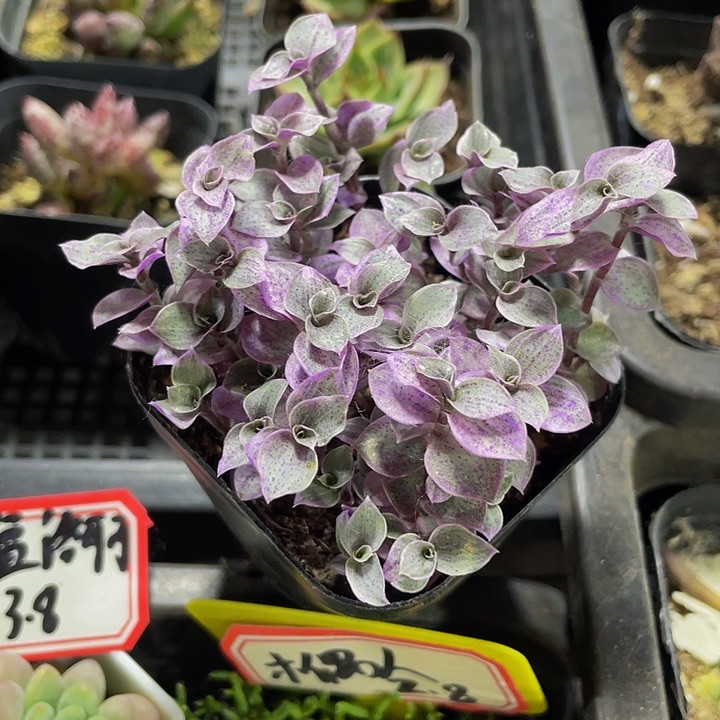 颜值云2.8带盆土发