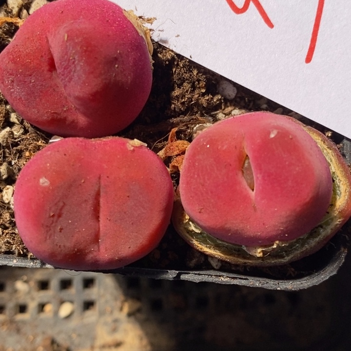 396三颗一组一组