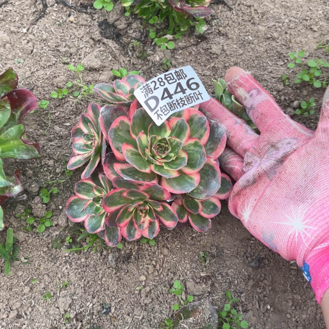 E. 446纳福多肉12223