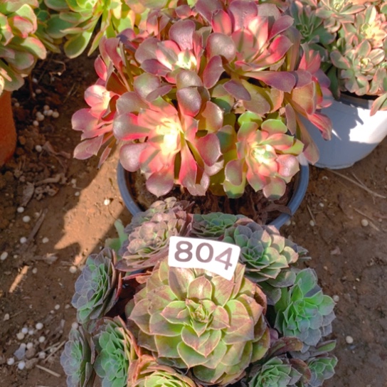 无花朵804多肉植物组合无售后