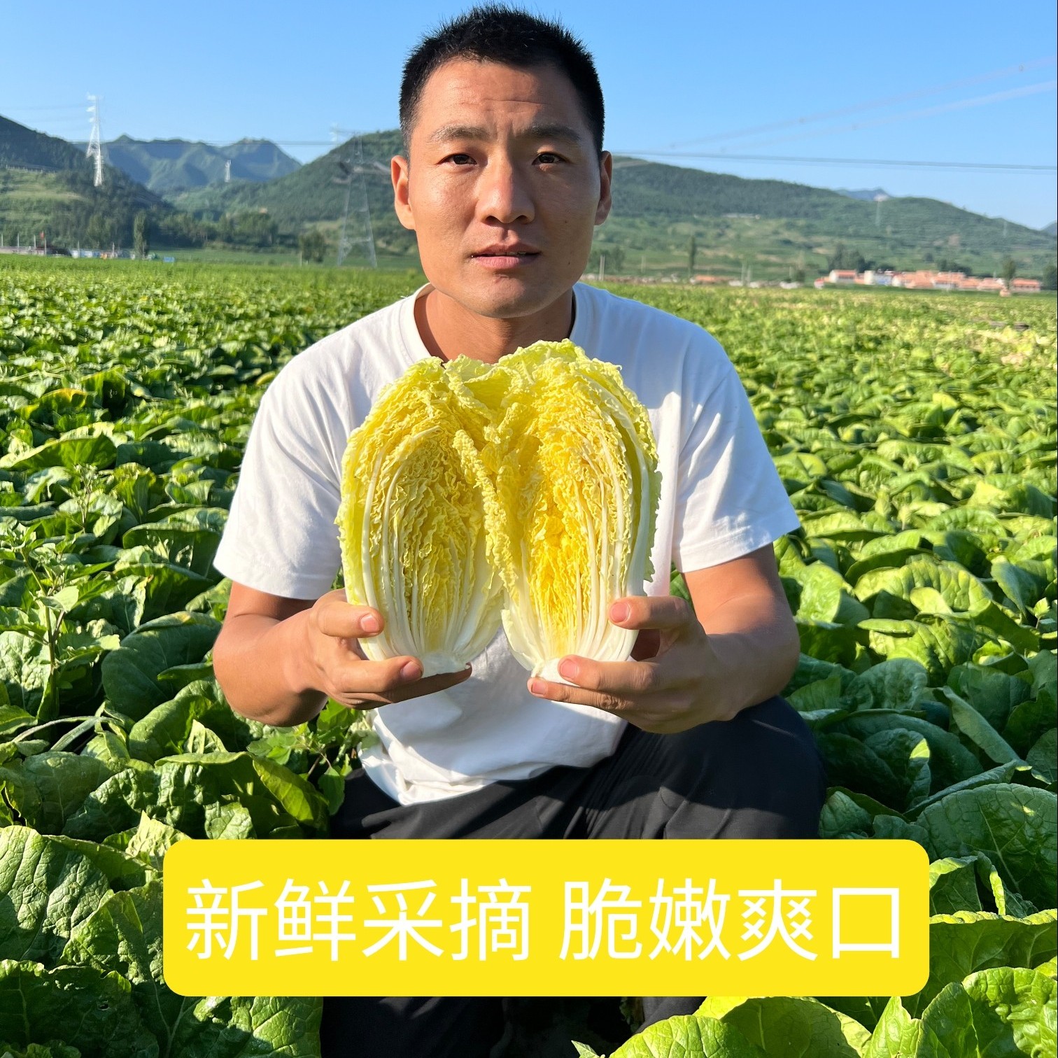 新鲜采摘黄心娃娃菜白菜新鲜健康清甜软糯无筋无丝