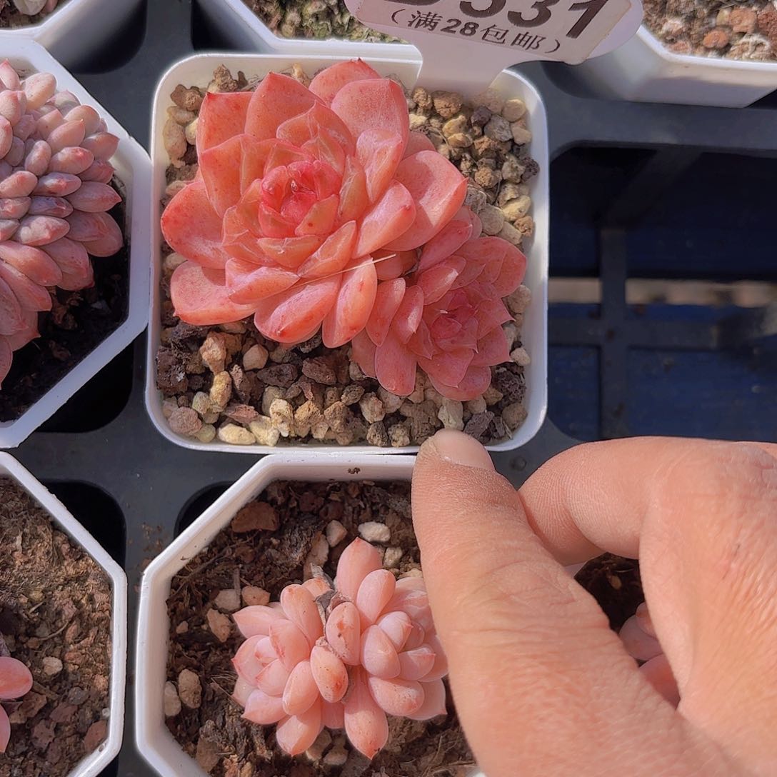 D531梦冰一物一拍