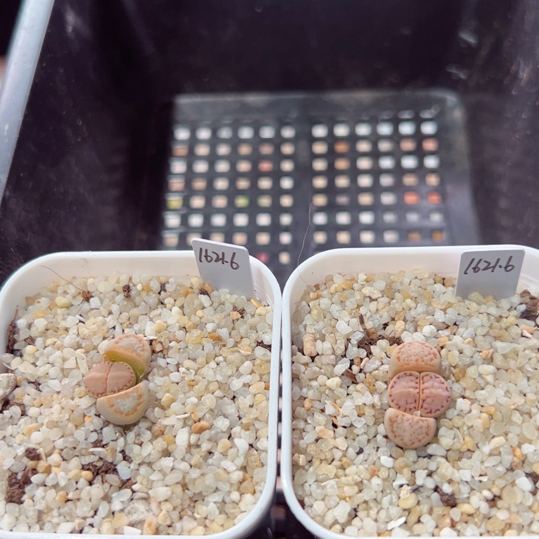 宝**鸭0204-122.我是真的不