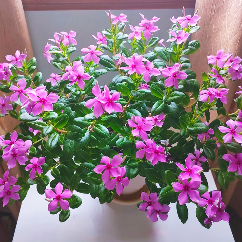 长春花盆栽天天开带花苞四季观花五叶梅花阳台庭院耐热花卉