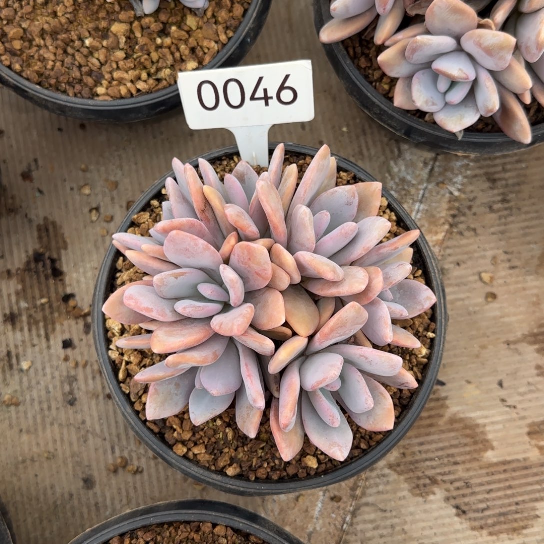 粉兔。    0046号。  